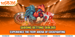 Sabong betting Taya365: Experience the fiery arena of cockfighting